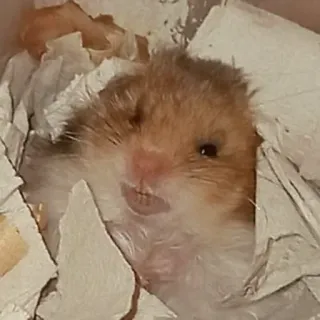 😠 hamster, rongeur, animal de compagnie, mignon, animal, petit animal telegram sticker