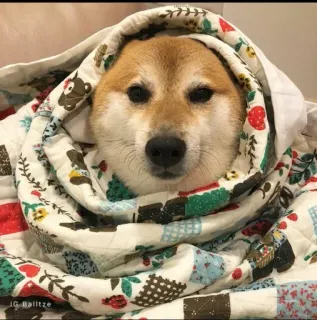 ❤️ IG Balltze dog, shiba inu, wrapped, blanket, cute, animal telegram sticker