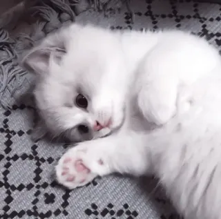 🤍 猫, 小猫, 白猫, 可爱, 家畜, 动物, 宠物 telegram sticker