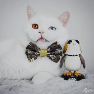 🤔 Katze, Porg, Fliege, Weiß, Süß telegram sticker