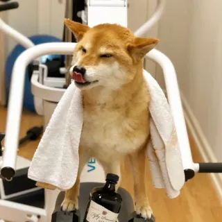 shiba inu stickerpack telegram stickers