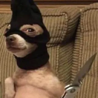 🌟 perro, cuchillo, bandido, crimen, máscara, chihuahua whatsapp sticker
