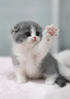 🤚 gatito, gato, lindo, mascota, animal, doméstico, pequeño whatsapp sticker