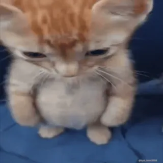😠 小猫, 伤心, 可爱, 猫, 动物, 橙色 whatsapp sticker