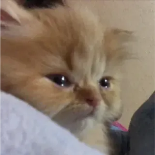 🥺 chaton, chat, persan, mignon, animal de compagnie telegram sticker