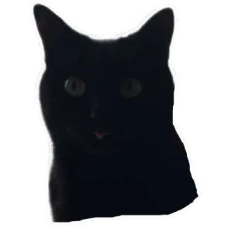 😝 gato, gato negro, animal, mascota, lindo telegram sticker