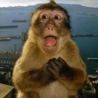 😨 monkey monkey, surprised, shocked, scared, animal, reaction, meme telegram sticker