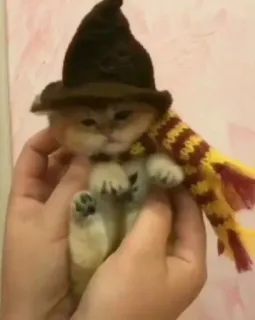 🎀 Harry Potter cat, kitten, harry potter, wizard, scarf, hat whatsapp sticker
