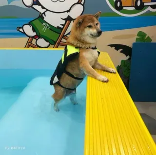 ❤️ dog, shiba inu, swimming, life vest, pool, animal, cute telegram sticker
