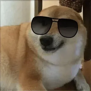 ✨ Doge Doge, Chó, Meme, Kính râm, Shiba Inu, Meme trên mạng telegram sticker