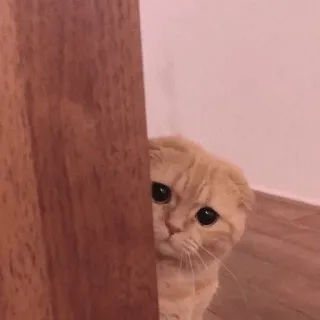🍡 chat, mignon, regard, animal, animal de compagnie, scottish fold whatsapp sticker