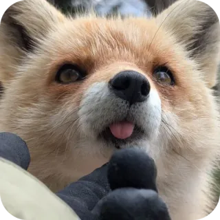 🦊 telegram sticker