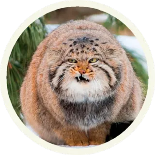 😖 кот, манул, животное, дикий кот, кот манул, дикая природа, кошачий telegram sticker