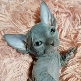 🥰 gatto, sphynx, senza pelo, carino, animale telegram sticker