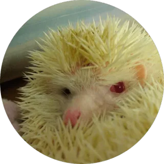 🦔 Hedgehog memes @lennysticker telegram stickers