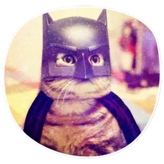 🤔 Batman cat, kitten, animal, superhero, Batman, costume, pet telegram sticker