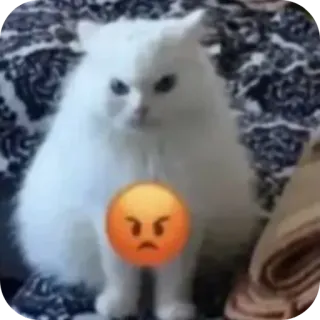 🐱 mèo, giận dữ, emoji, thú cưng, mèo trắng, vật nuôi telegram sticker