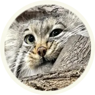 😉 кот, манул, животное, млекопитающее, дикий кот, кошачий, природа telegram sticker