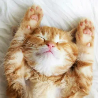 😺 chat, chaton, endormi, mignon, animal, animal de compagnie, chat roux, dormant telegram sticker