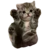 🐱