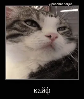 🤩 кайф cat, meme, funny, animal telegram sticker