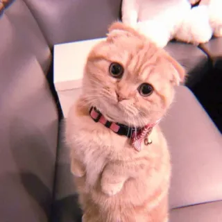 ❤ gato, gatito, lindo, mascota, animal, scottish fold whatsapp sticker