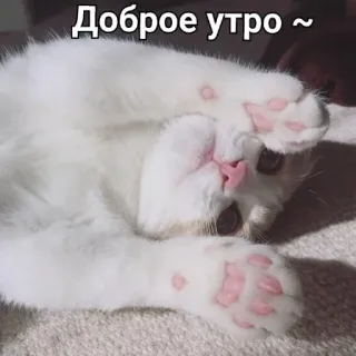 🙆‍♀ Доброе утро ~ kot, kociak, rano, słodki, zwierzę, biały whatsapp sticker