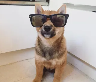 😎 anjing, shiba inu, kacamata hitam, hewan peliharaan, binatang, imut whatsapp sticker
