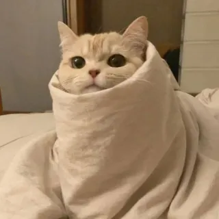 🐾 gato, animal, lindo, mascota, manta, acogedor, dormilón, adorable telegram sticker
