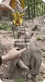 🌟 админ в чате, тиха всем monkey, admin, chat, animal telegram sticker