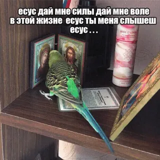 😞 есус дай мне силы дай мне воле
в этой жизне есус ты меня слышеш
есус... vogel, Jezus, icoon, gebed, religieus telegram sticker