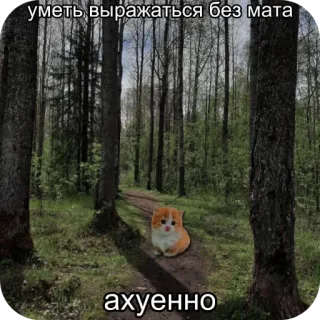 🥰 уметь выражаться без мата
ахуенно 猫, 森, ロシア語, ミーム, 表情 telegram sticker