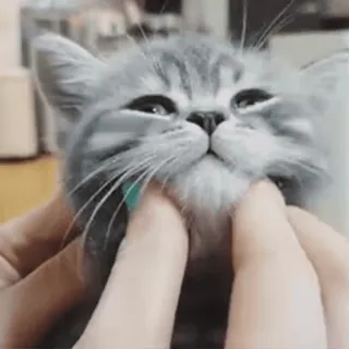 🐈 kucing, anak kucing, binatang, imut, hewan peliharaan, abu-abu, domestik whatsapp sticker