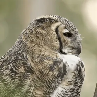 🦉 sowa, ptak, dzika przyroda, natura, zwierzę telegram sticker