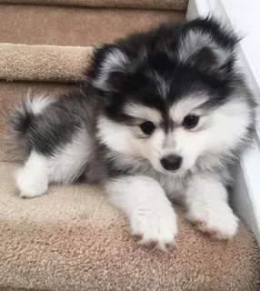 🐶 perro, cachorro, lindo, adorable, animal, mascota, escaleras telegram sticker