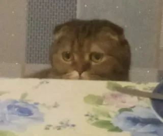 👀 gato, Scottish Fold, animal de estimação, animal telegram sticker