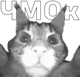 😼 ЧМОК кот, животное, милый, питомец, стикер, привет, поцелуй, русский telegram sticker