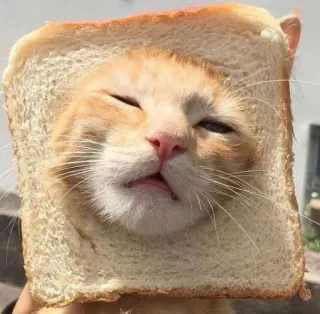 🤍 gatto, pane, animale, animale domestico, divertente, meme telegram sticker