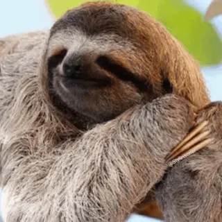 💤 Faultier, Tier, süß, faul, langsam telegram sticker