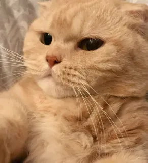 😑 кот, милый, домашнее животное, животное, домашний, кошачий telegram sticker