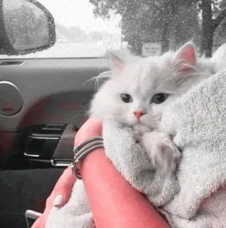☁️ kucing, kucing putih, hewan peliharaan, binatang, berbulu, lucu, handuk, mobil telegram sticker