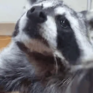 🥢 енот, животное, милый, млекопитающее telegram sticker
