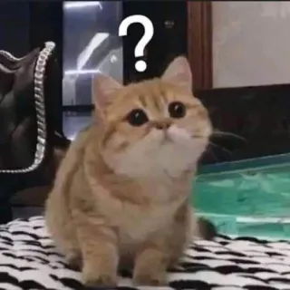 ❓ ? gatto, domanda, confuso, animale domestico, carino, animale telegram sticker