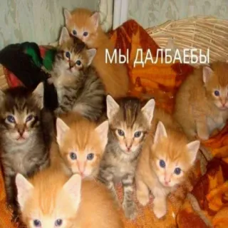😁 МЫ ДАЛБАЕБЫ gattini, gatti, animali, gruppo di gattini, carino telegram sticker