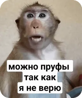 🌟 можно пруфы так как я не верю ลิง, มีม, รัสเซีย, สัตว์, ตลก whatsapp sticker