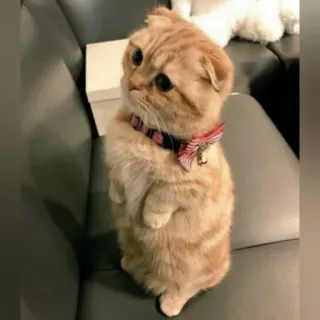 🐈 Katze, Kätzchen, Scottish Fold, Tier, Haustier, süß telegram sticker