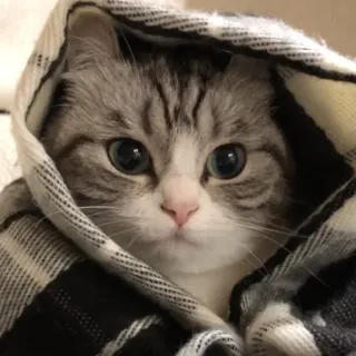 🛌 cat, cute, cozy, animal, kitten whatsapp sticker