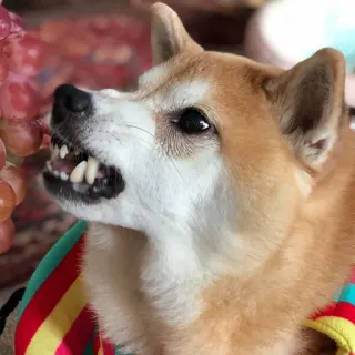 😬 anjing, shiba inu, marah, gigi, hewan, peliharaan whatsapp sticker