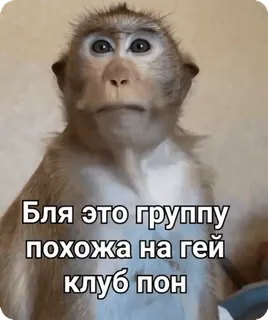 ☺️ Бля это группу похожа на гей клуб пон monkey, meme, russian, text, animal whatsapp sticker