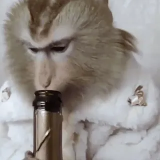 🍾 Affe, Tier, Trinken, Pelzmantel, Flasche whatsapp sticker